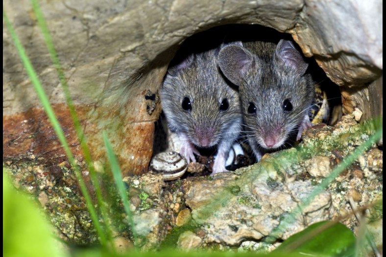 The wild house mouse